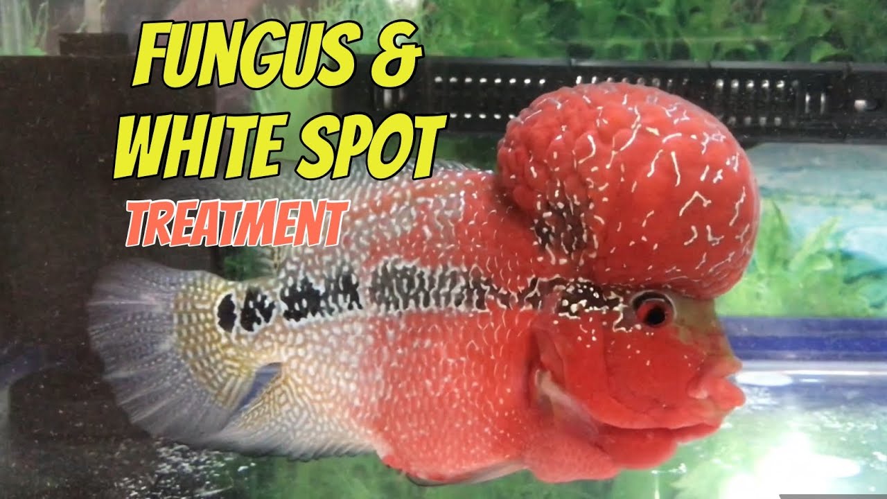 Flowerhorn fish fungus & white spot treatment
