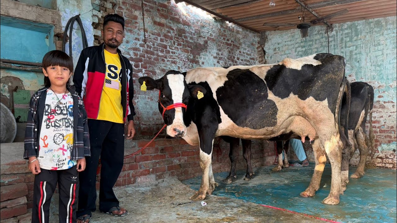 ਤਿੰਨ ਤਾਜ਼ੀਆਂ ਸੂਈਆਂ ਗਾਵਾਂ 👌🏻🔥ਘੱਟ ਰੇਟ 😱🔥Bawa dairy farm 