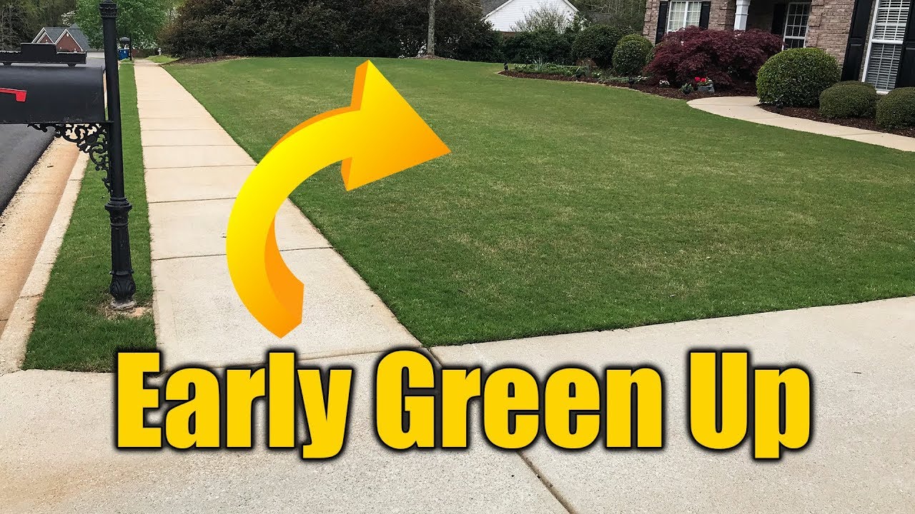 Early Spring Green Lawn