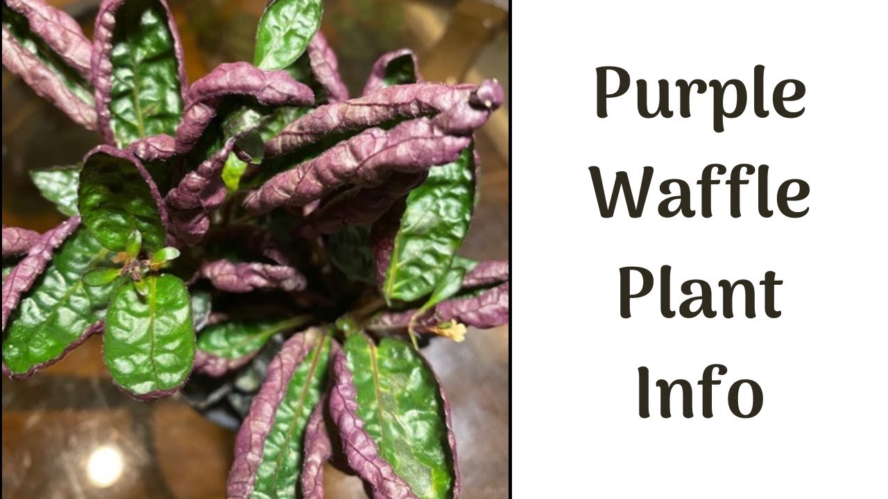 Episode 12: Purple Waffle Plant Info