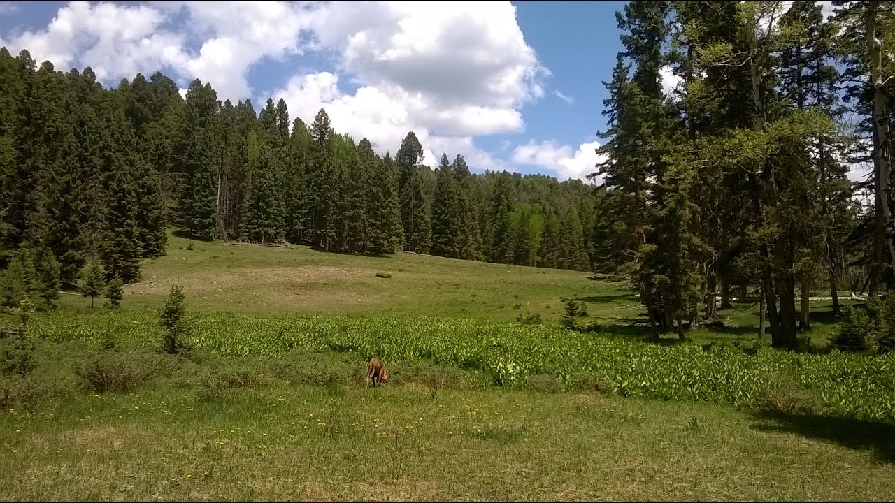 Exploring The San Pedro Parks Wilderness Santa Fe National New Mexico Part 1
