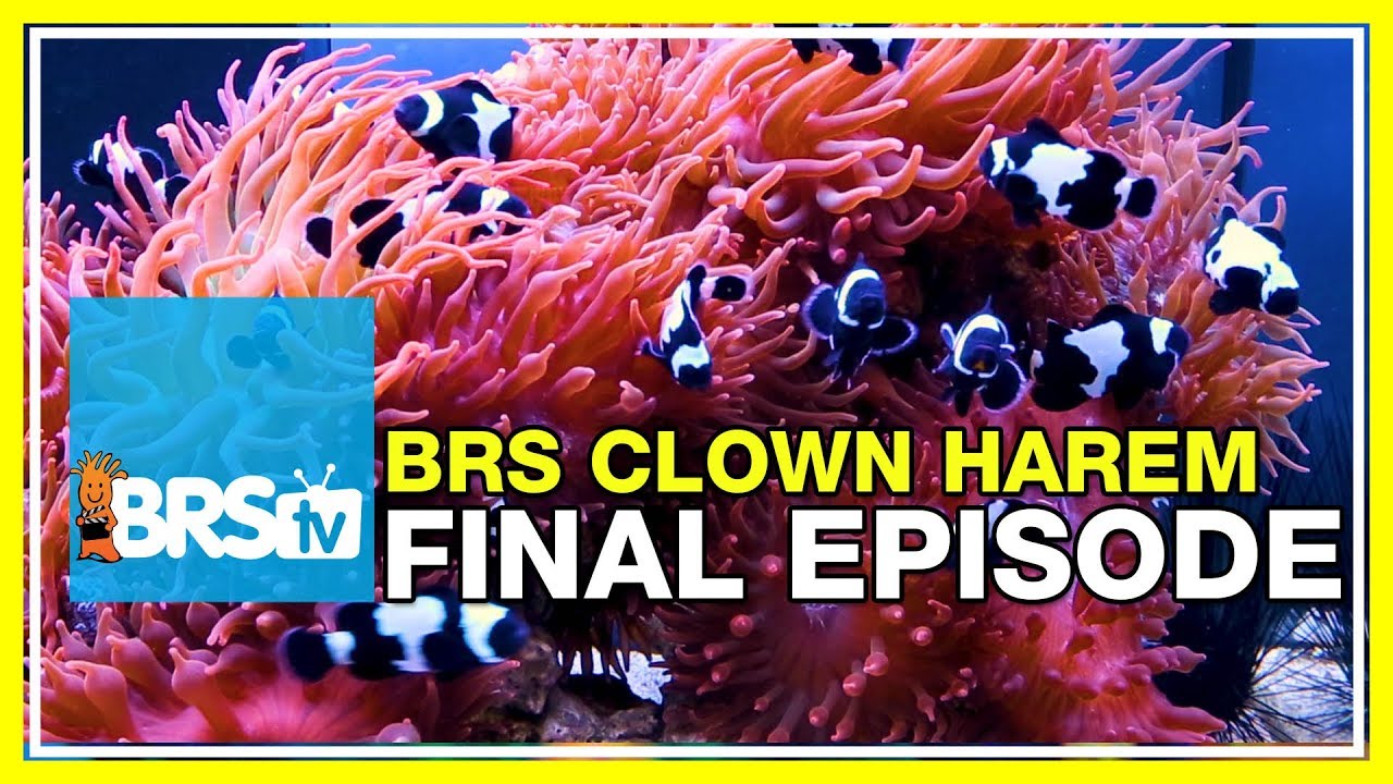 4.5yrs of success! How we did it for the BRS Clownfish Harem tank. | BRStv Tank Trials