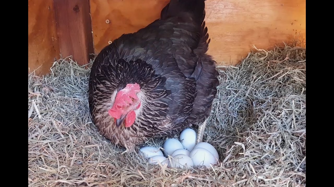 Life in a smart chicken coop design with broody hen dust bathing