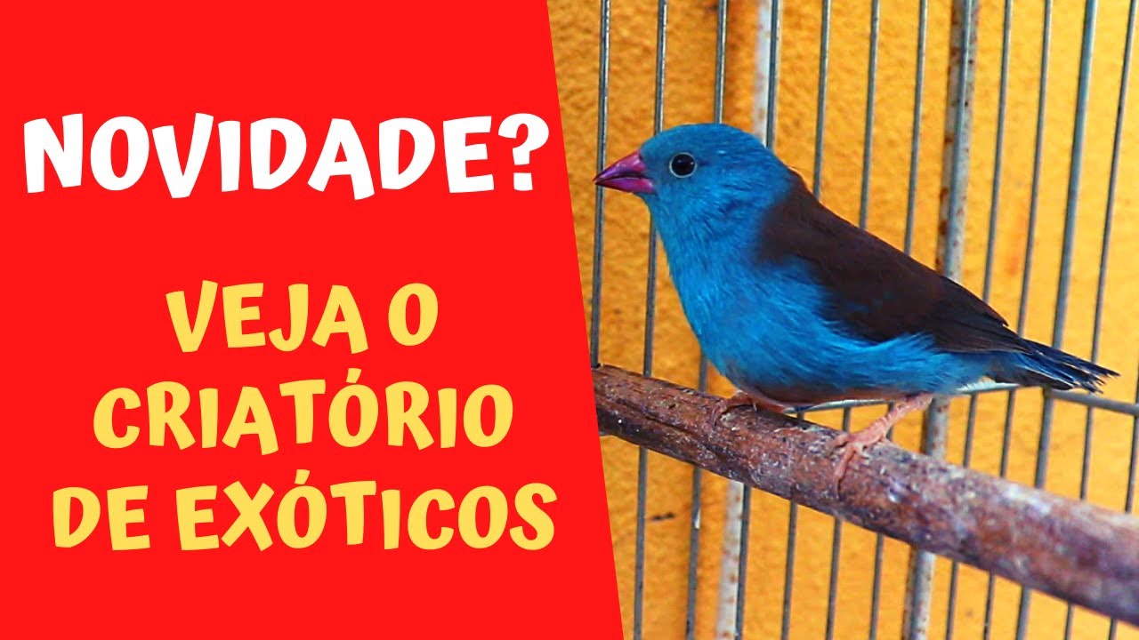 NOVIDADE! CONHEÇA O CRIATÓRIO DE PÁSSAROS EXÓTICOS