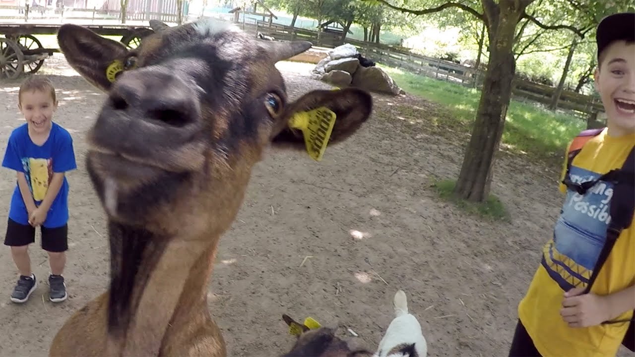 VLOG - ON ADOPTE UNE CHÈVRE !
