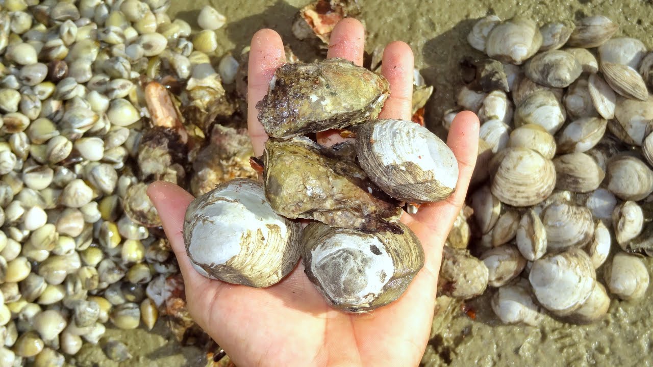 Como pegar muitos MOLUSCOS em uma ILHA para SOBREVIVER (Um dia abençoado)