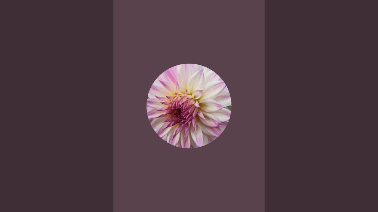 Flower Video | Nature Video | Beautiful Flowers | Blessing of Nature