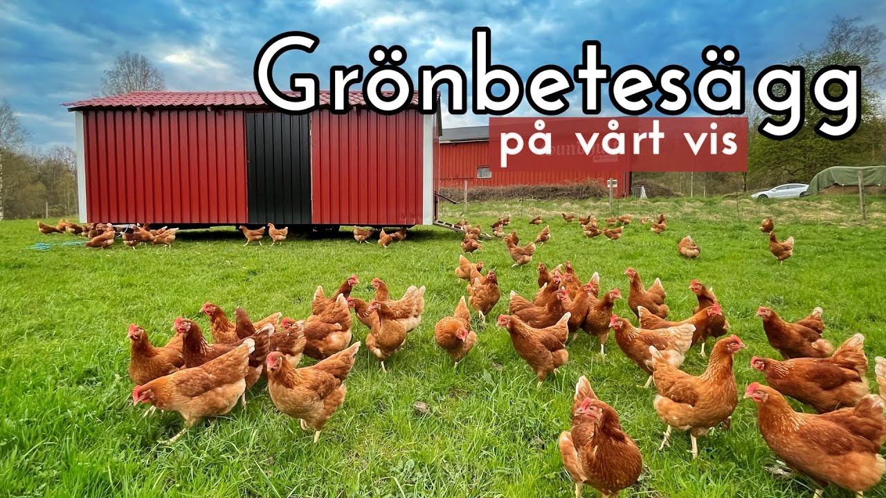 Tar ut nya hönsflocken på grönbete