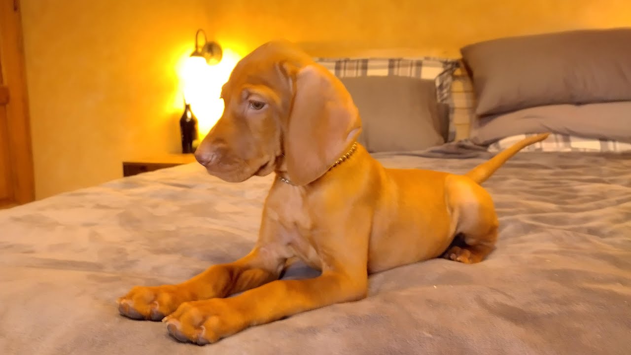 ❤️AYLA❤️