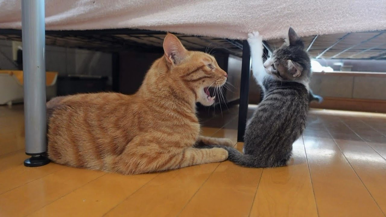 【生後48日】やんちゃな子猫を叱る先住猫