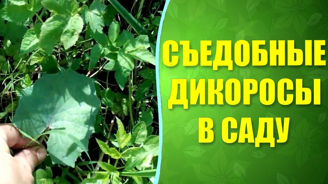 ☘ Какие дикоросы можно есть  на садовом участке ? Съедобные сорняки и не только.