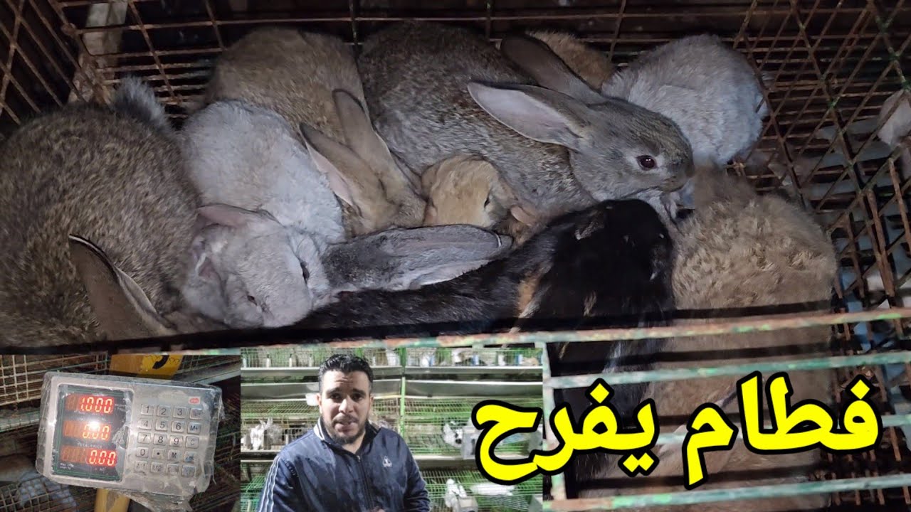 وزن فطام تكسر الميزان افضل فطام وصحة ارانب تعالى اقولك اذاي