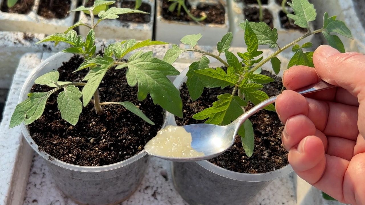 Одна чайная ложка способствует быстрому и крепкому росту рассады томатов.