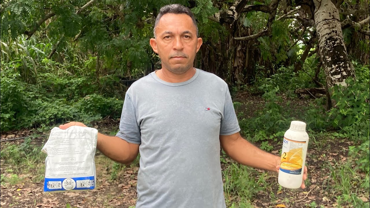 Inédito no YT Solução definitiva para o queima ou mancha negra no inhame