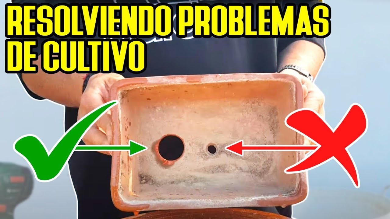 Cómo hacer que tu bonsai crezca más