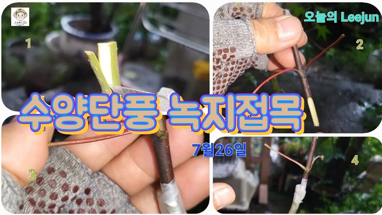 수양단풍  녹지접목