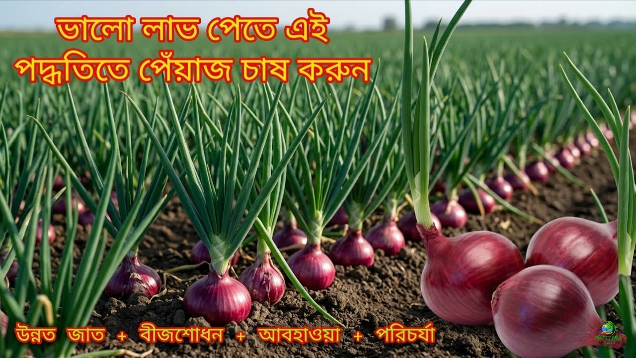 পেঁয়াজ চাষ করে ভালো লাভ পেতে এই পদ্ধতি দেখুন। পেঁয়াজ চাষ পদ্ধতি