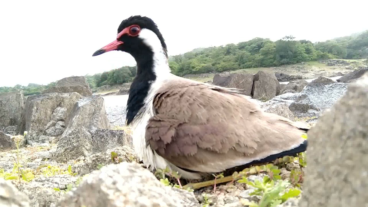 Red Wattled Lapwing & Baby