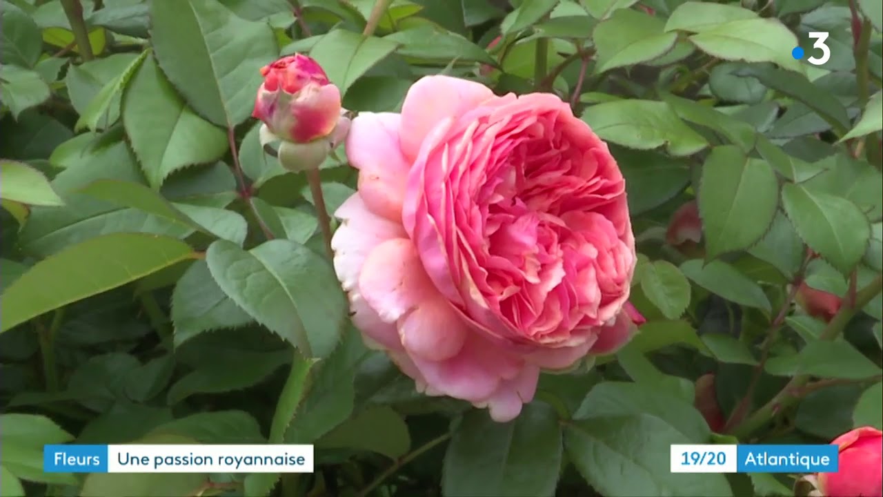 Concours de fleurissement des jardins &agrave; Royan