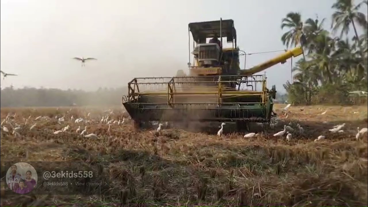 മകരകൊയ്ത്ത് #fipシ #agriculture #farming #‎⁨@3ekids558⁩  #tractor #rice #entertainment #harvest