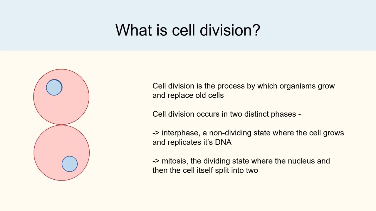 Medicinal Plants - The Pacific Yew Tree, Taxol, and Mitosis