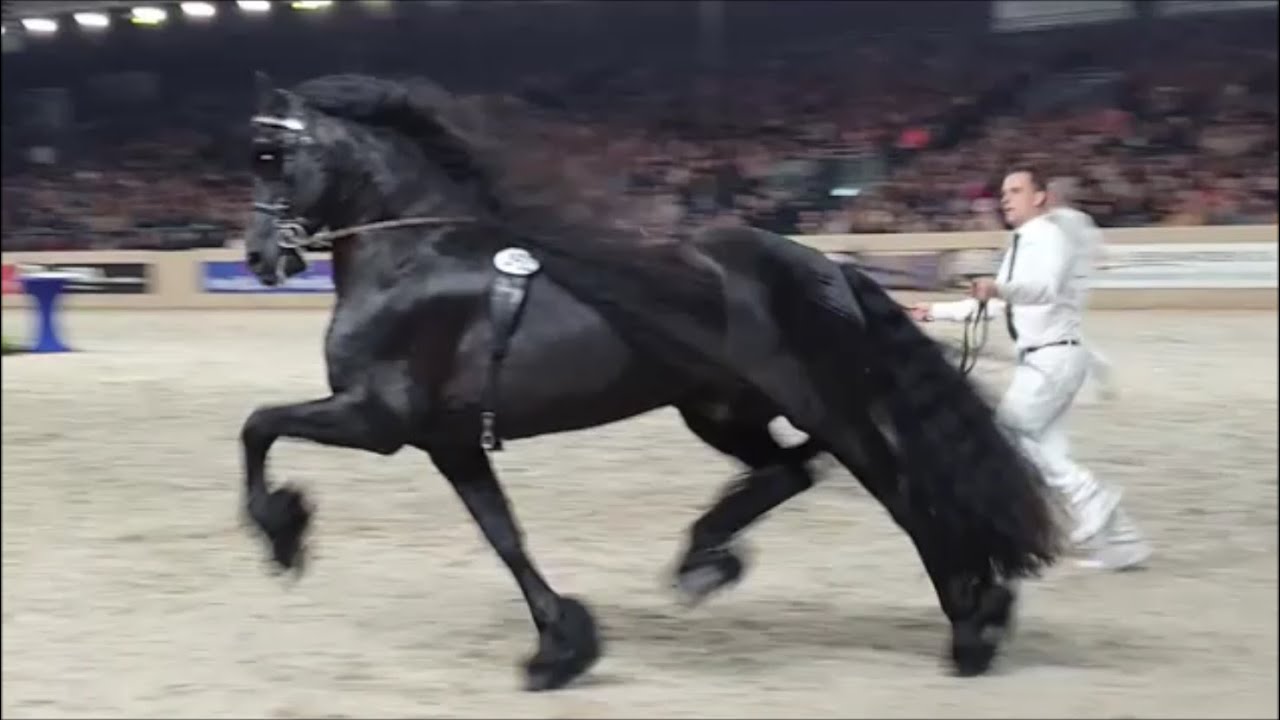 Who is the best at this event? Wytse 462, Tsjalle 454, Pier 448 or 1 of the others Friesian horses.