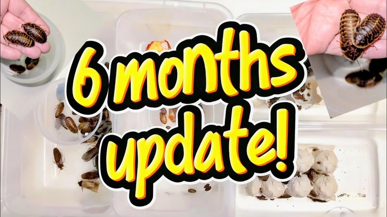 How To Breed Dubia Roaches Successfully|6th Month Of Breeding Dubia For Reptiles|Monthly Harvest!