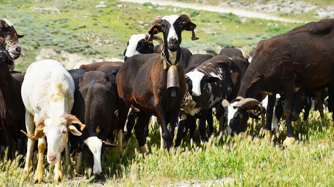 La ganadería ovina mantiene la biodiversidad