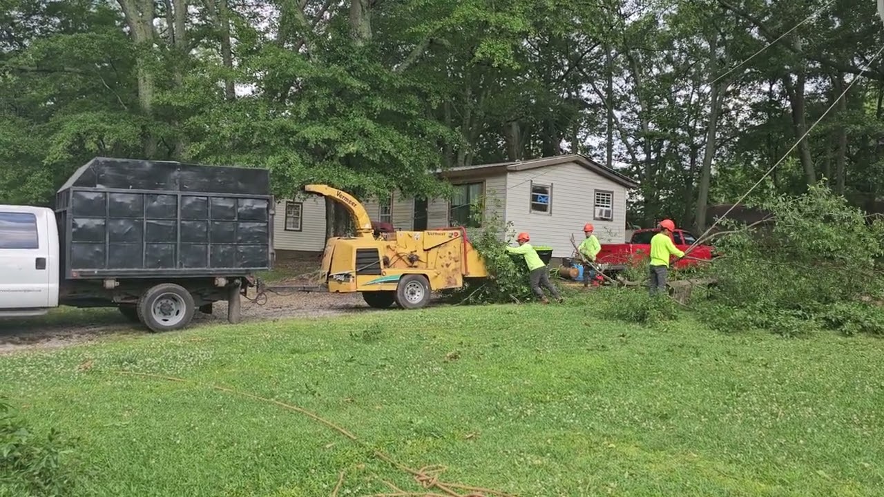 Santos' Exceptional Tree Removal Mastery: Witnessing Skill and Precision in Action!