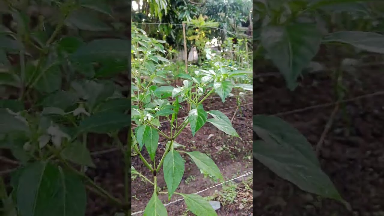 Cek kebun dikala libur