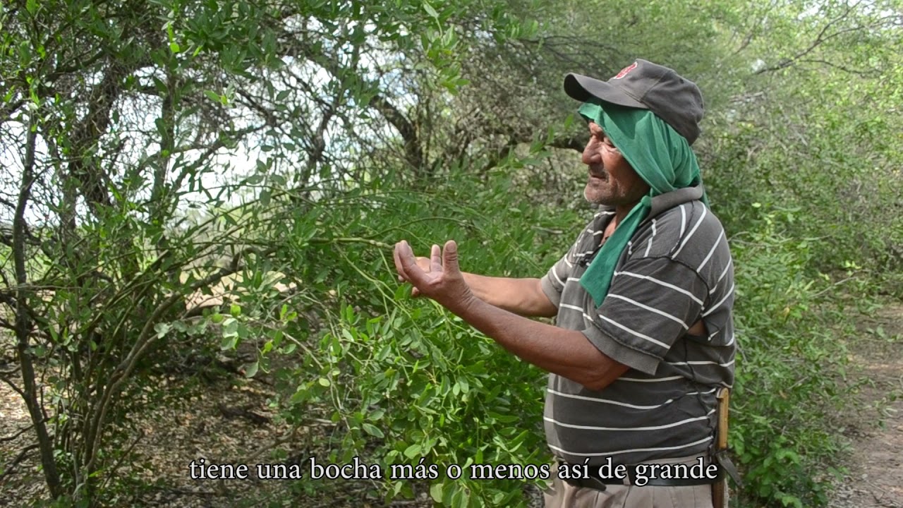 Saberes Locales - Chanchos del Monte - Parte 3