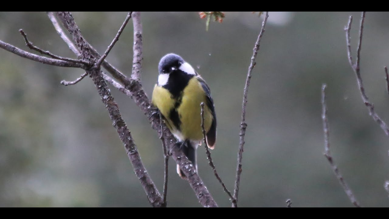 La Ronda de la Páridos