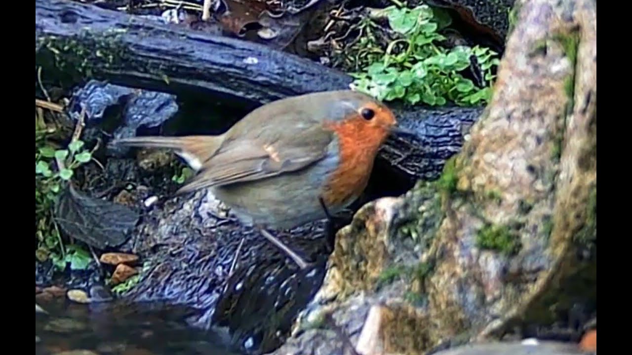 🐦🎦Blackbird-Hedgesparrow-Greatit--Bluetit--Robin-Goldfinch-Chaffinch latest update @GardenBirdCamUK