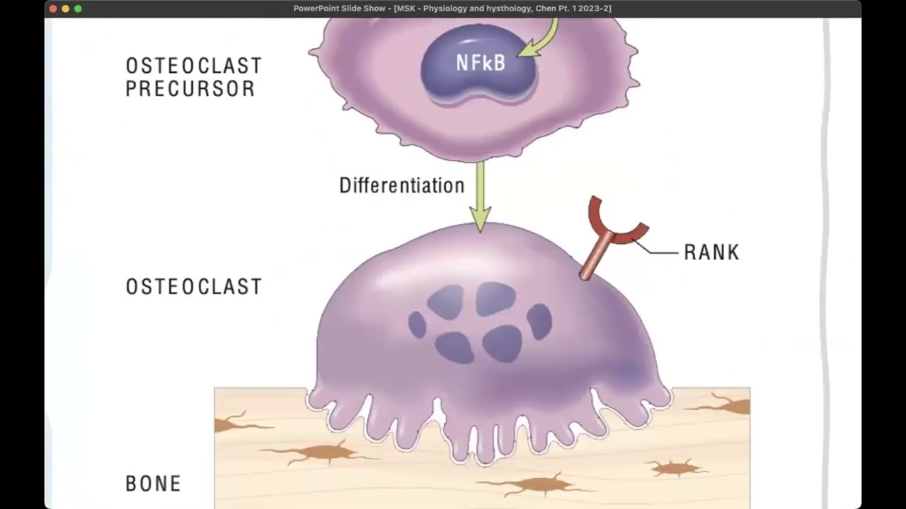 Osteoclastos, OPG y RANK y osteoporosis Pt  1