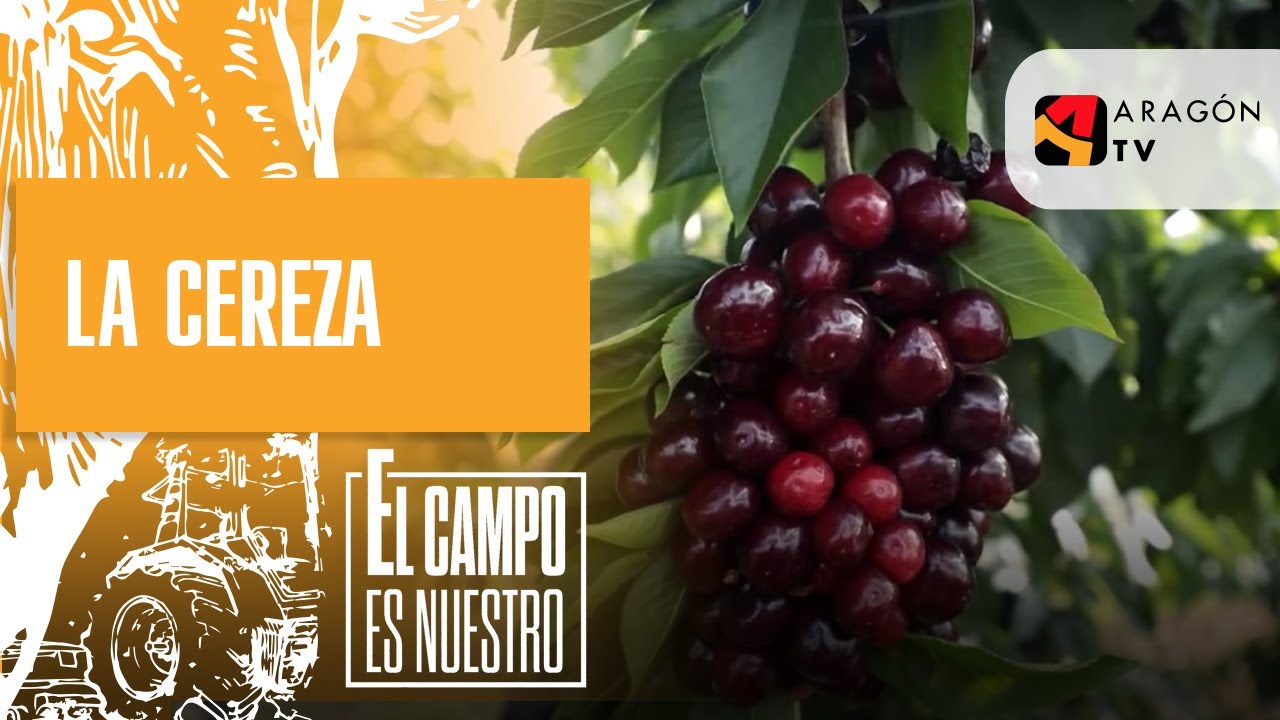 ¿Será tan buena la cereza de Aniñón?
