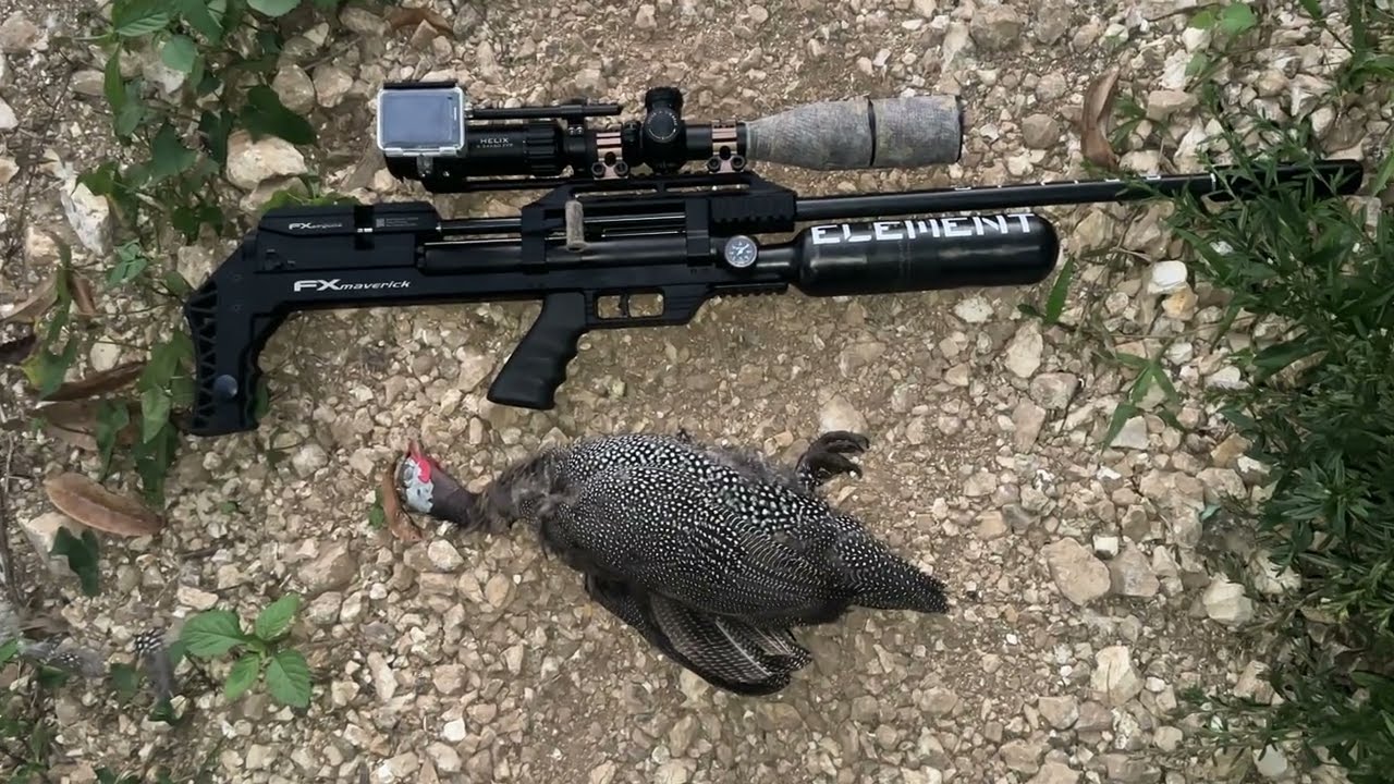 Caceria De Guinea Con FX Maverick 2026