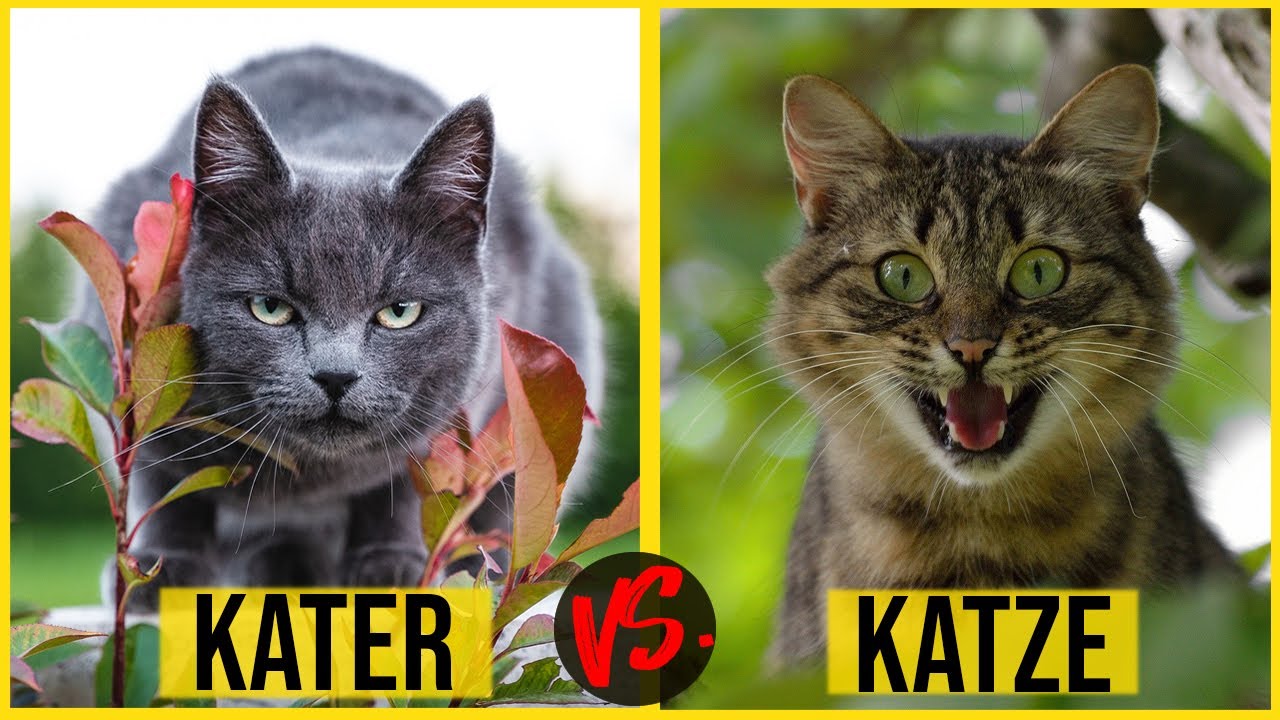 Kater oder Katze / was passt zu dir? / unterschiede in Optik und Katzenverhalten / Amely Rose