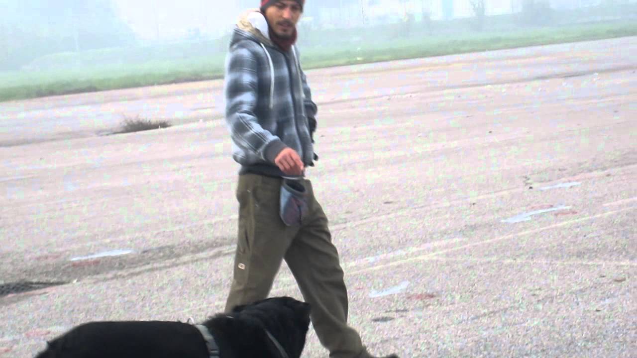 Beauceron dog workin'