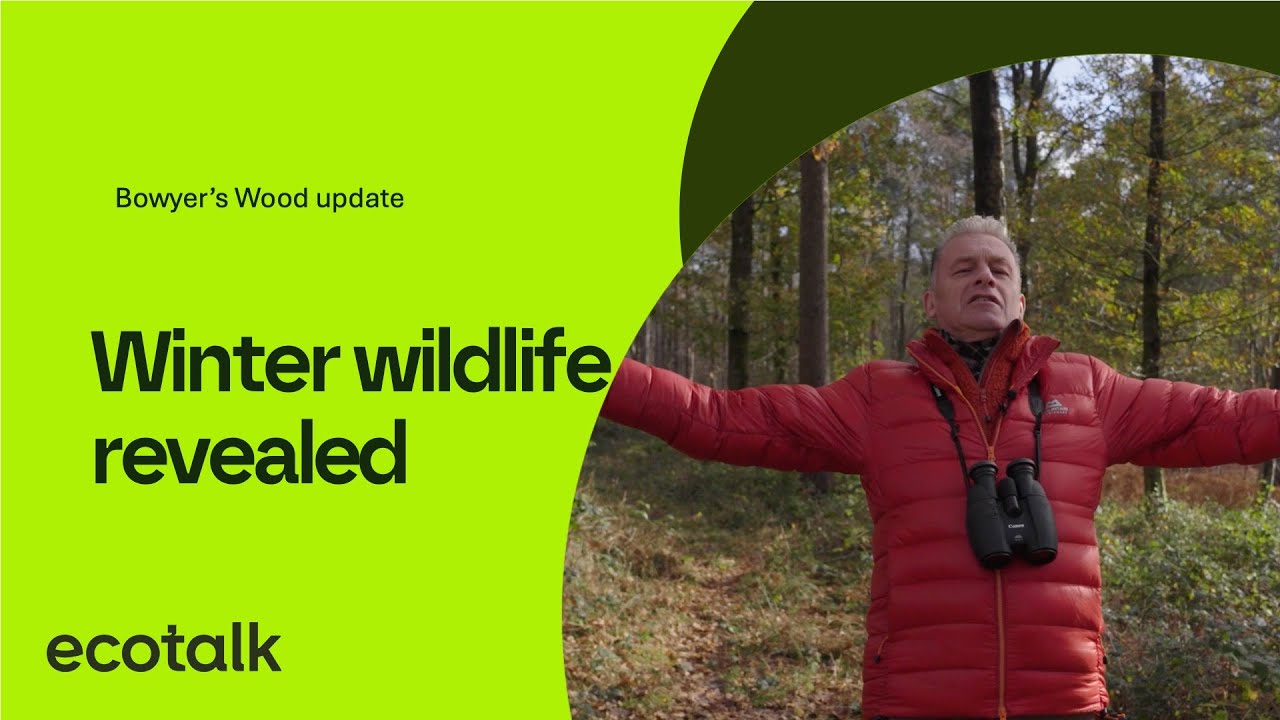 Winter Wildlife, Camera Traps and Beaver Beginnings