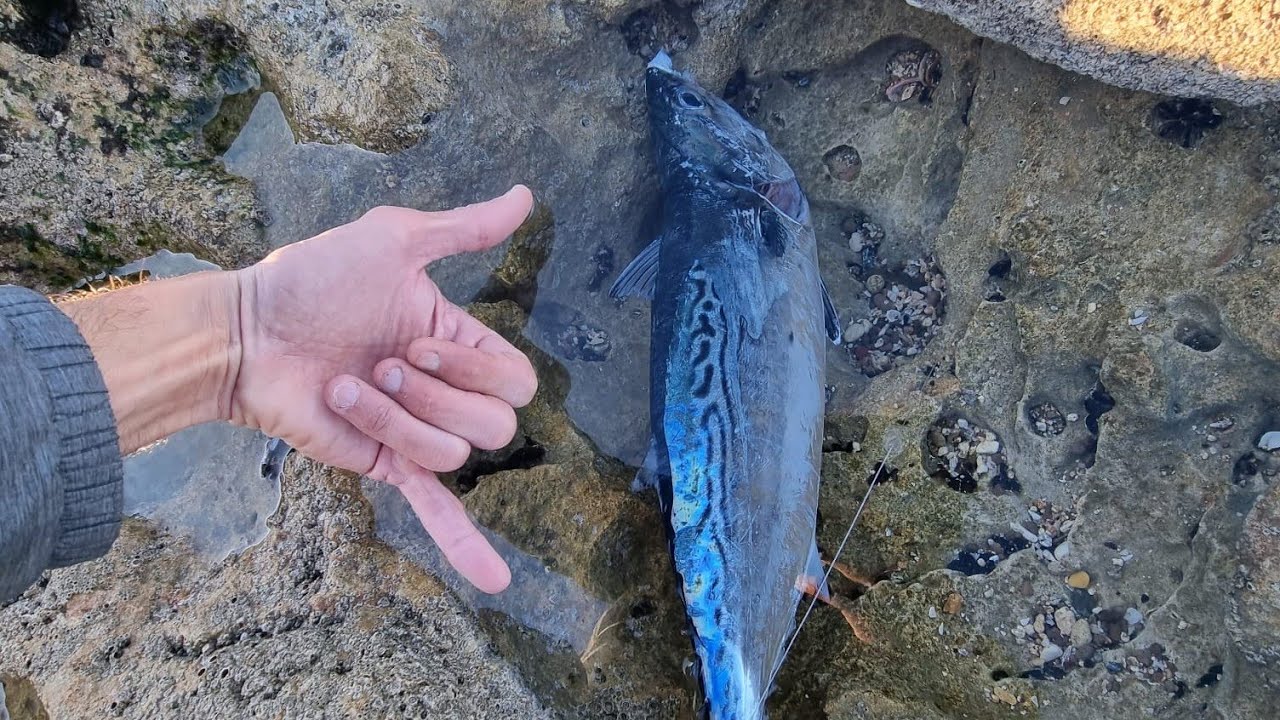 טוניות וברקודה ראשונה החורף. barracuda & false albacores from shore