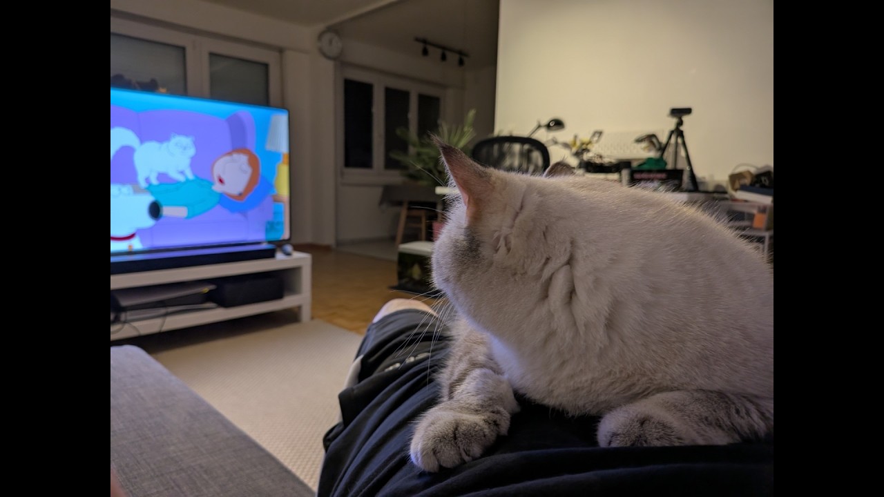 My cat enjoys Family Guy