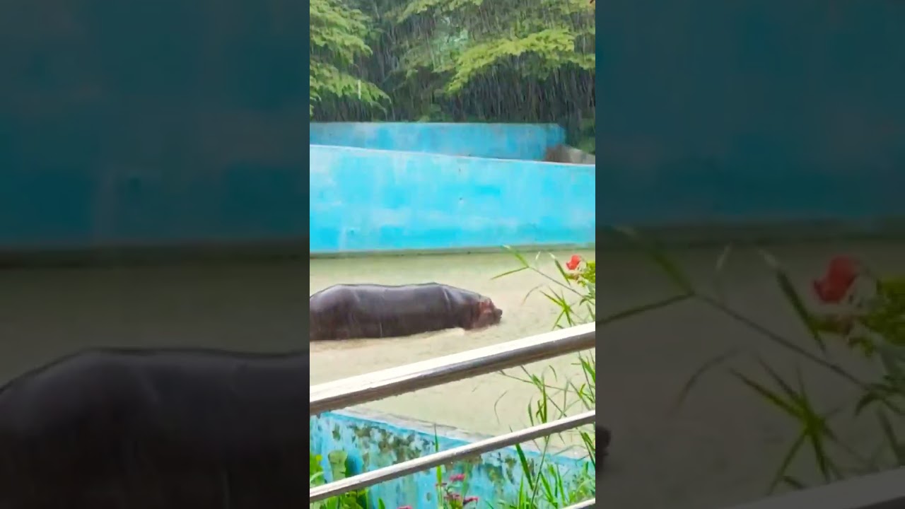 🌧️🌧️ #rainyday in #zoo #animals #bannerghatta