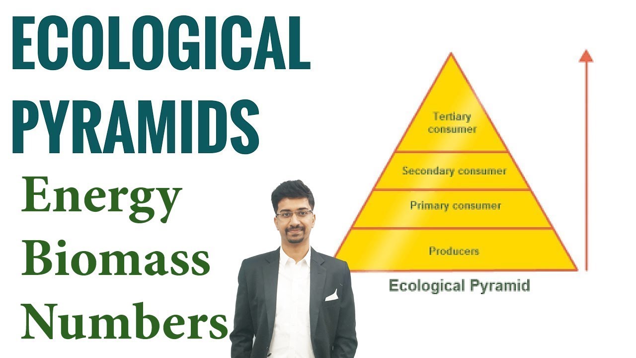 Types of Ecological Pyramids - Energy, Biomass, Numbers 💥 DOWNLOAD BUDDHI IAS APP💥