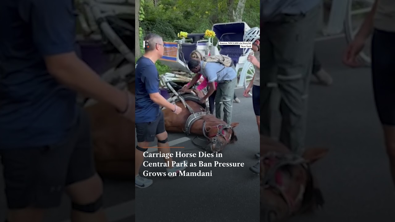 Carriage Horse Dies in Central Park as Ban Pressure Grows on Mamdani | Firstpost News | N18G