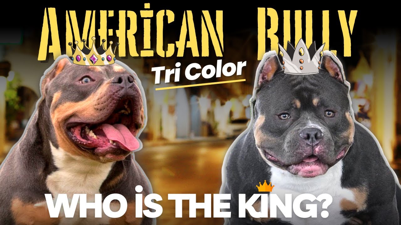 American Bully Tri Color: What colors are the most popular?!