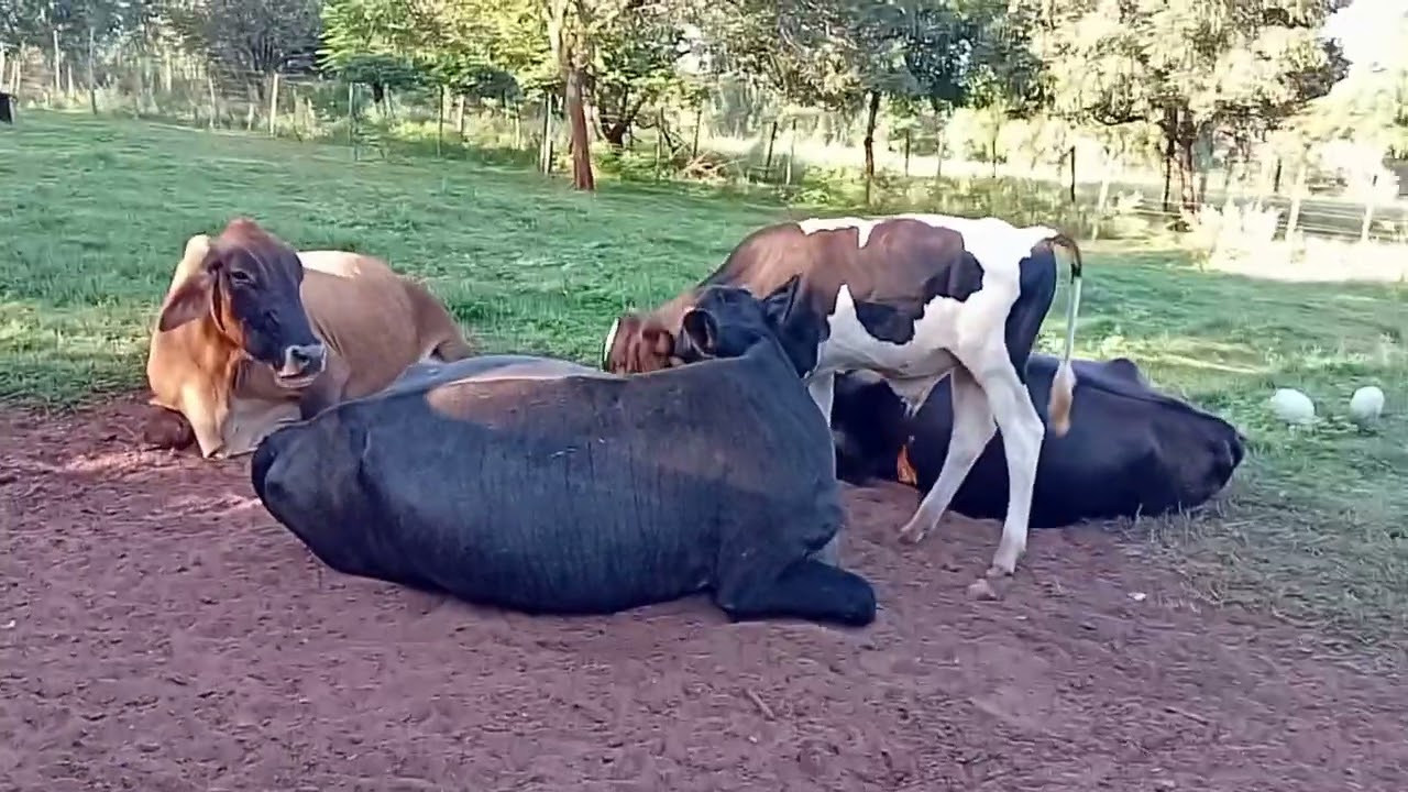 Vida na roça 👩‍🌾/voltando  a lidar com as vacas 🐄 
