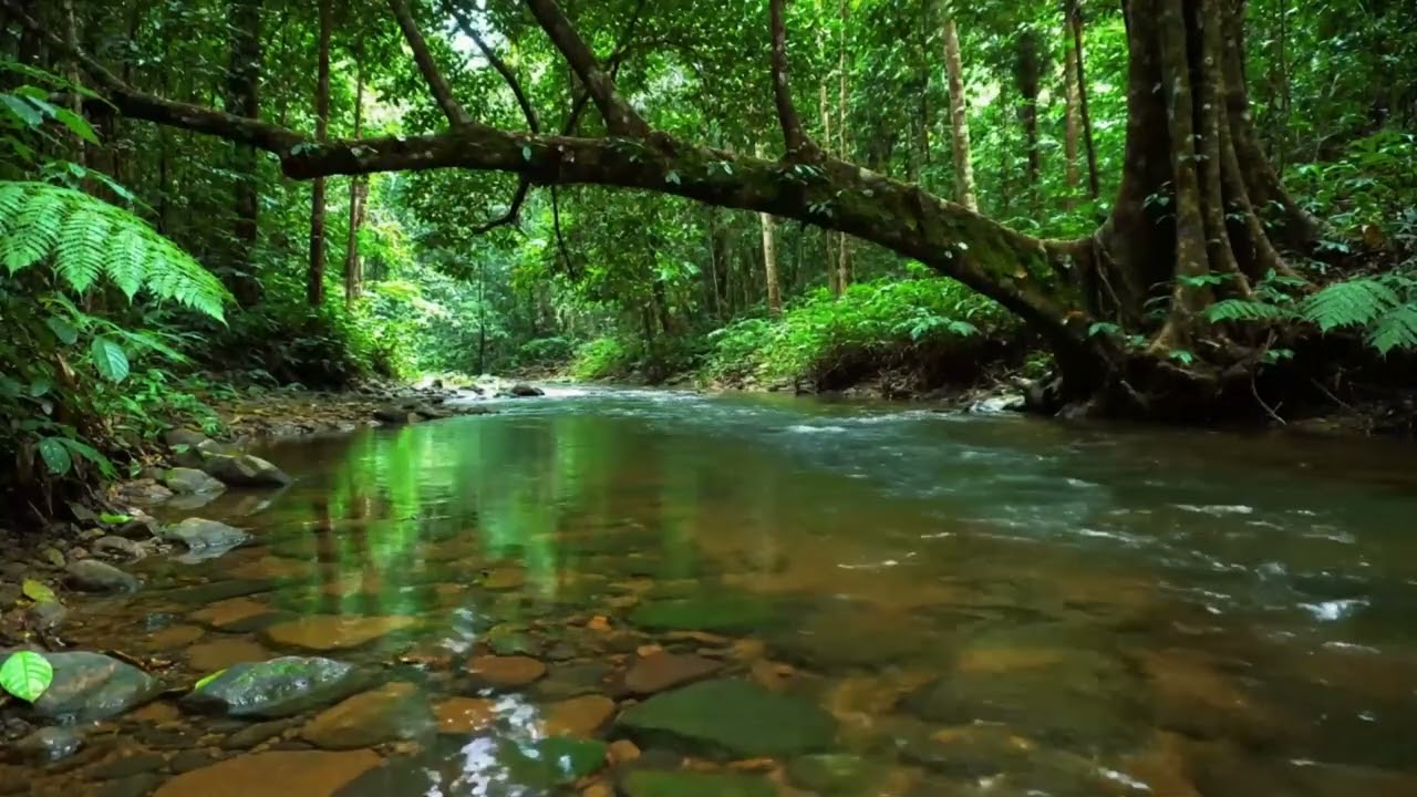 Forest River Sounds, Beautiful Birdsong, For Deep Emotional Relaxation