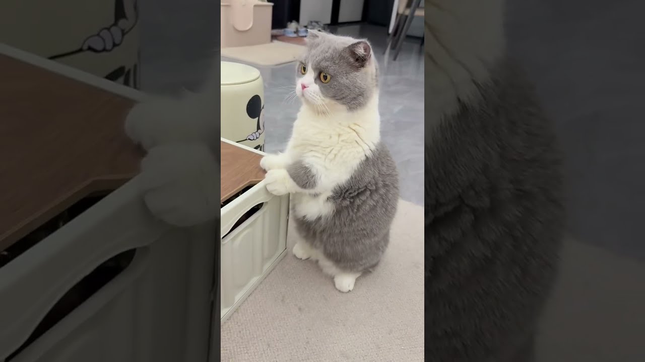 Judge the chicken ribs 