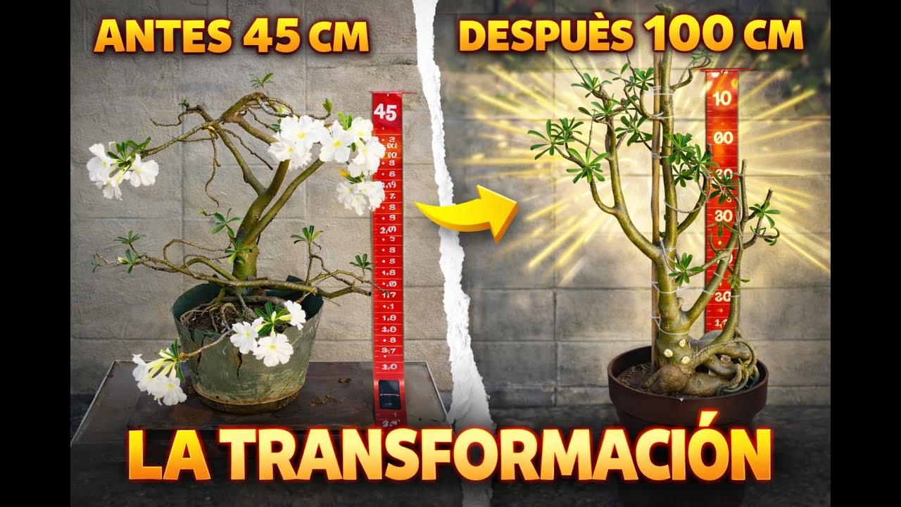 Cómo podar un Adenium correctamente | Antes y Después #homegardening