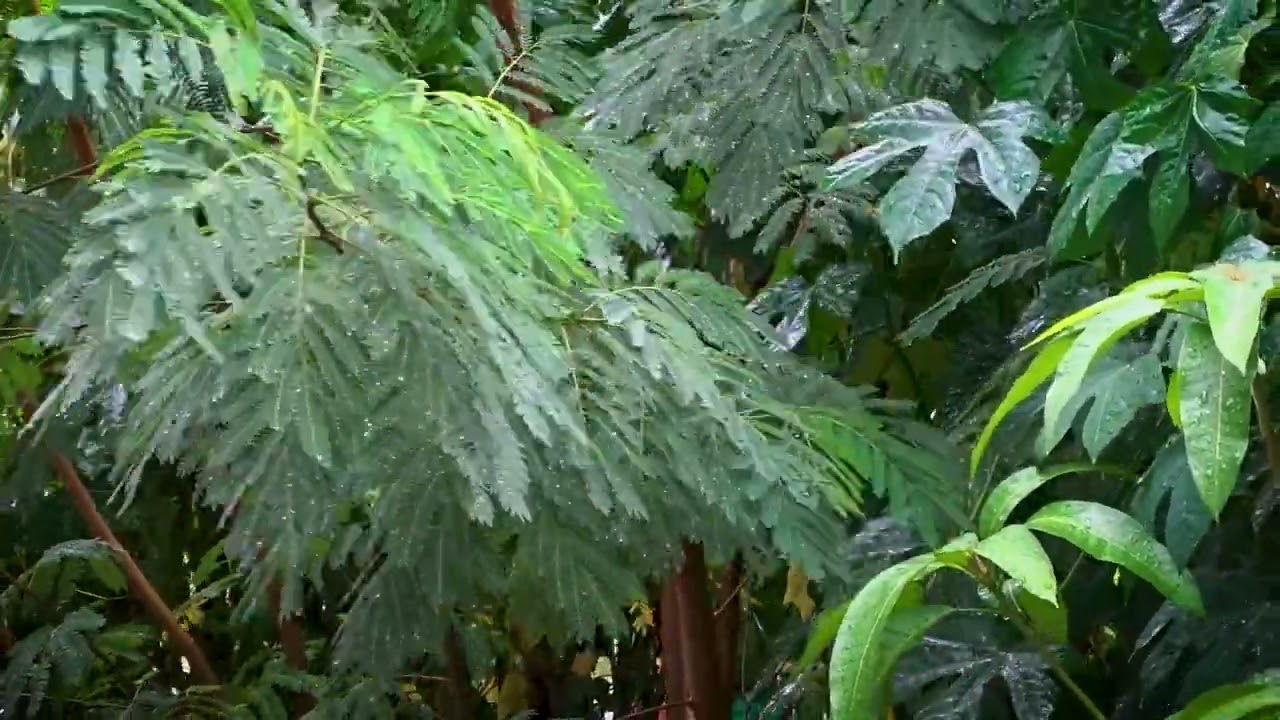 Rain & Piano Music for Sleep, Relaxation & Stress Relief
